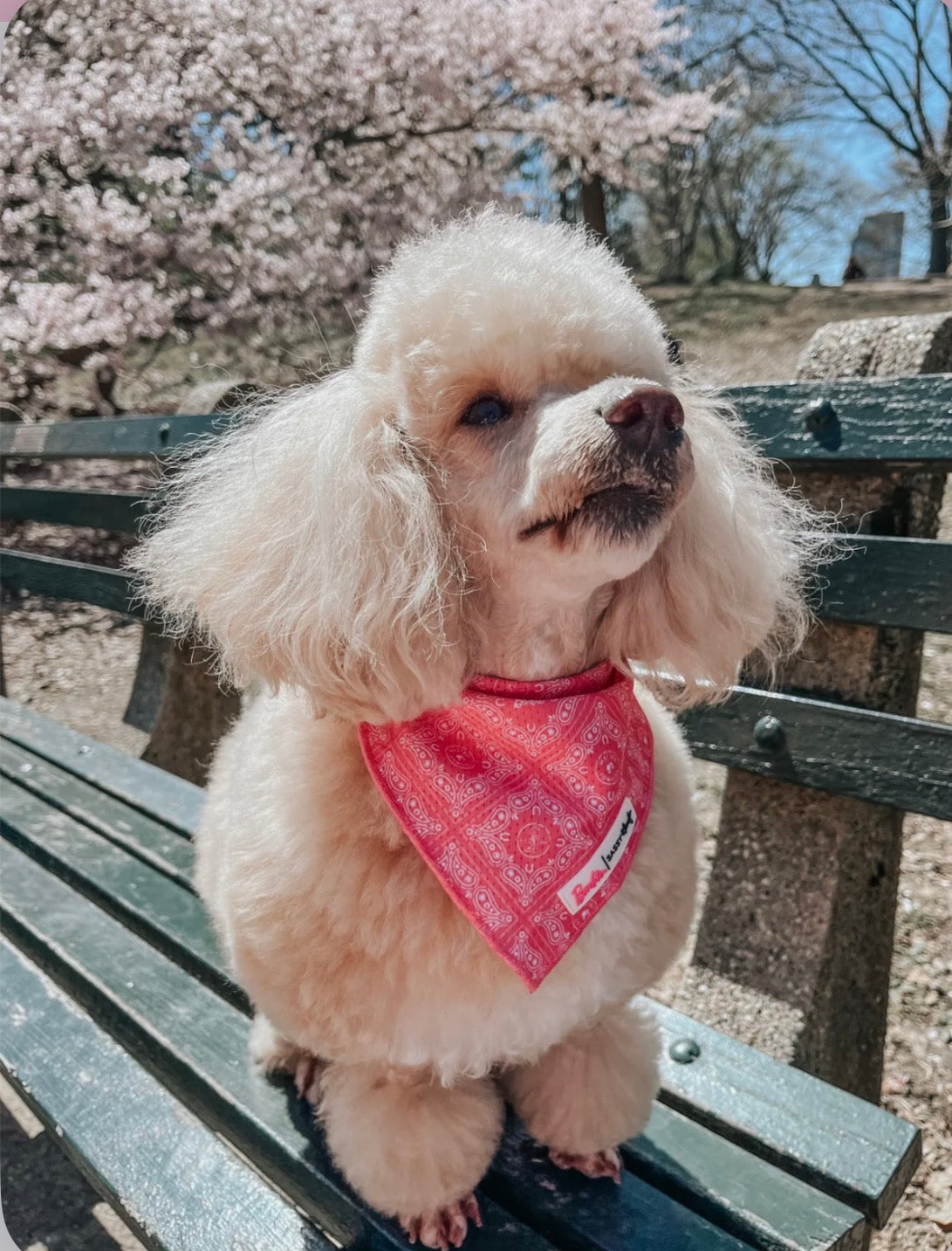 Dog Bandana - Western Barbie™