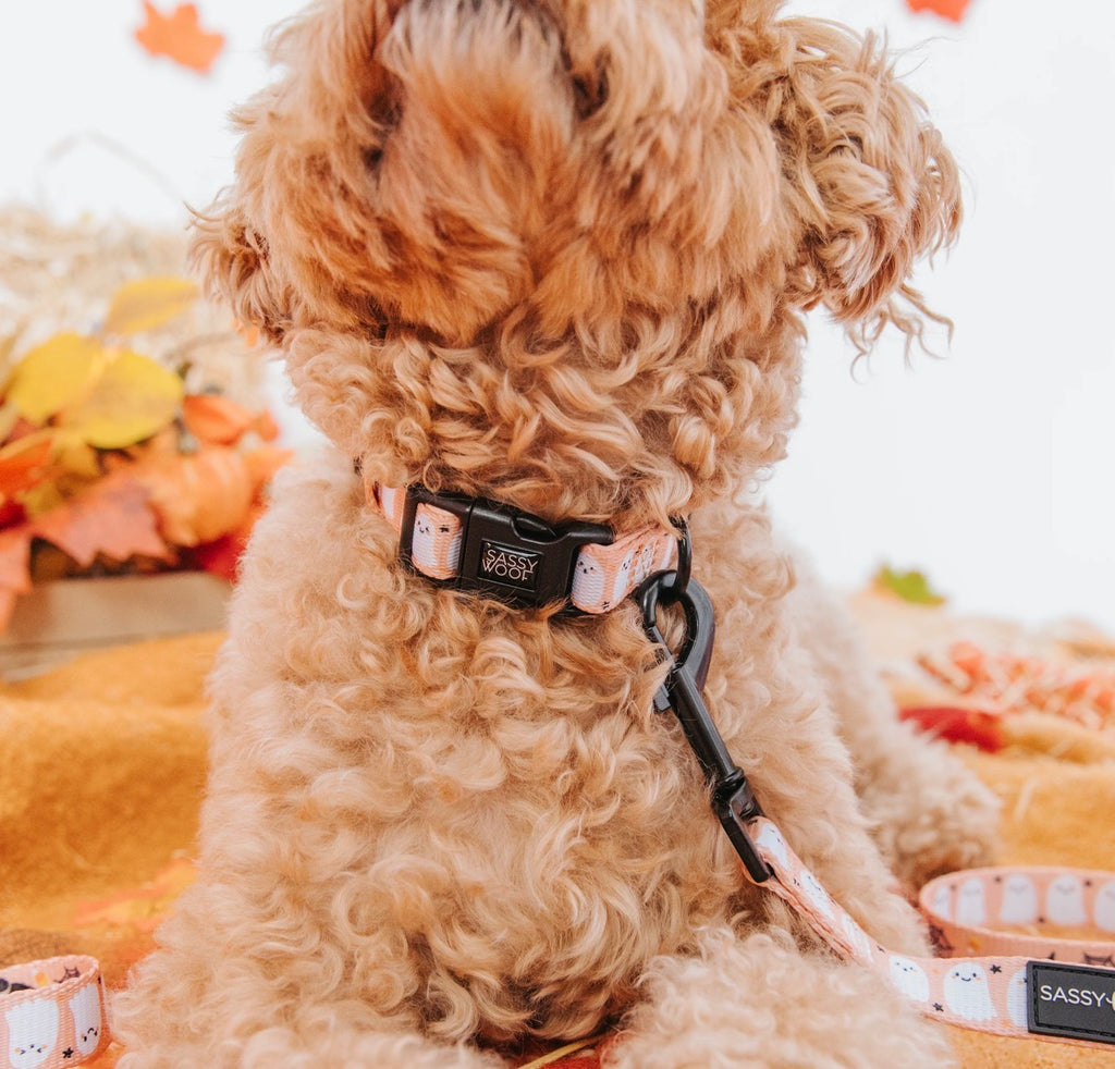 Dog Collar-Squad Ghouls