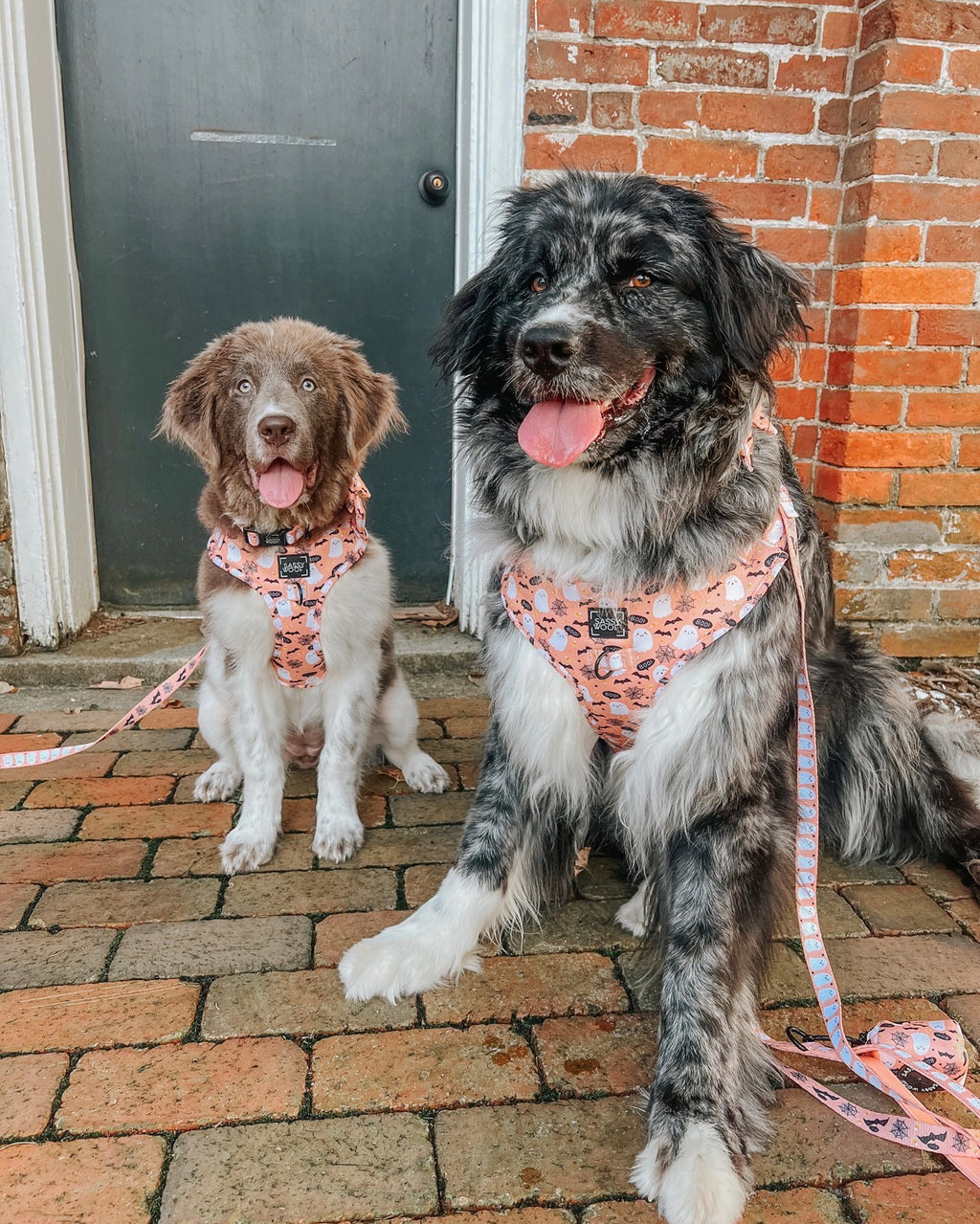 Dog Harness- Squad Ghouls
