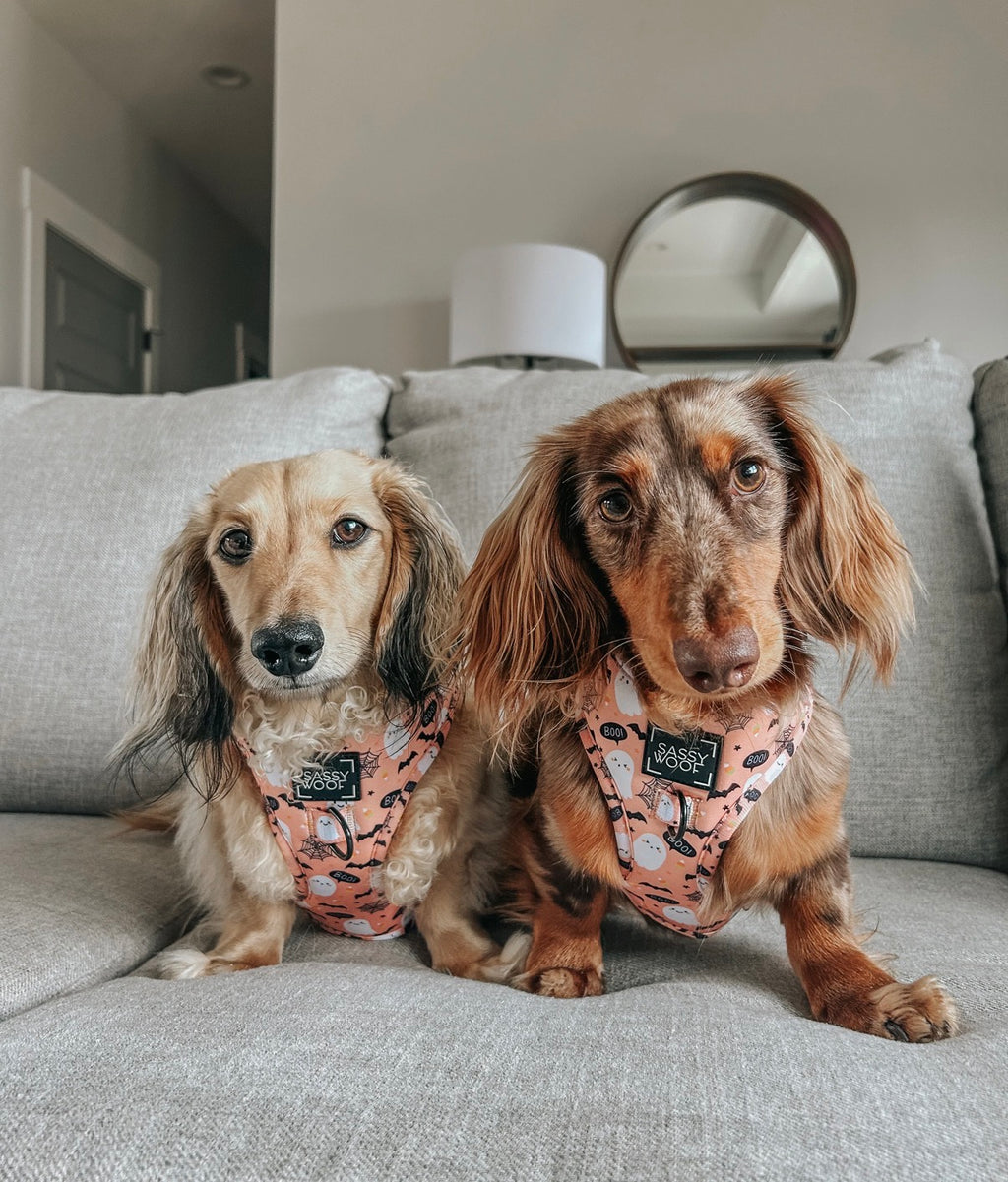 Dog Harness- Squad Ghouls