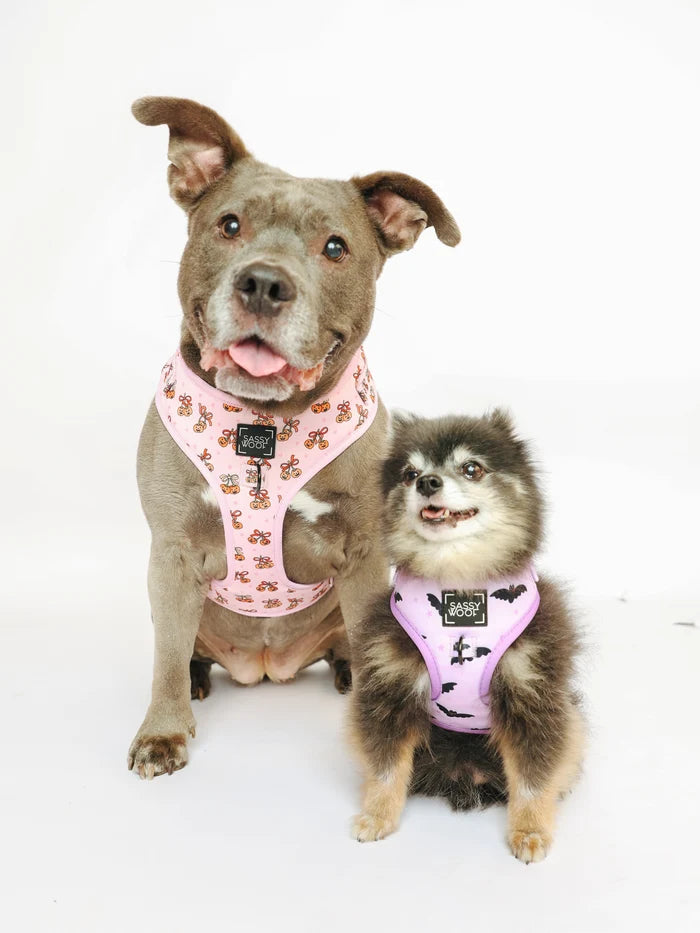 Dog Harness-Sassy Lil Pumpkins